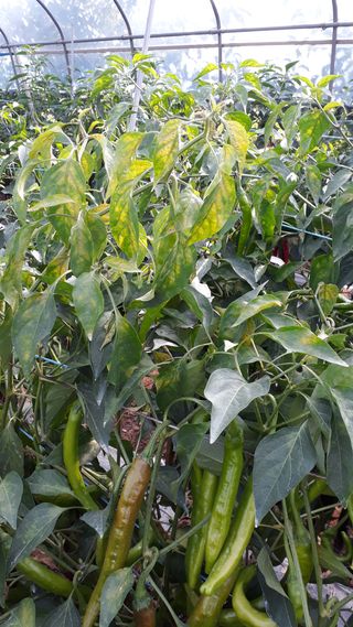 김은화님의 기타작물 · 병해충상담 작성글 사진