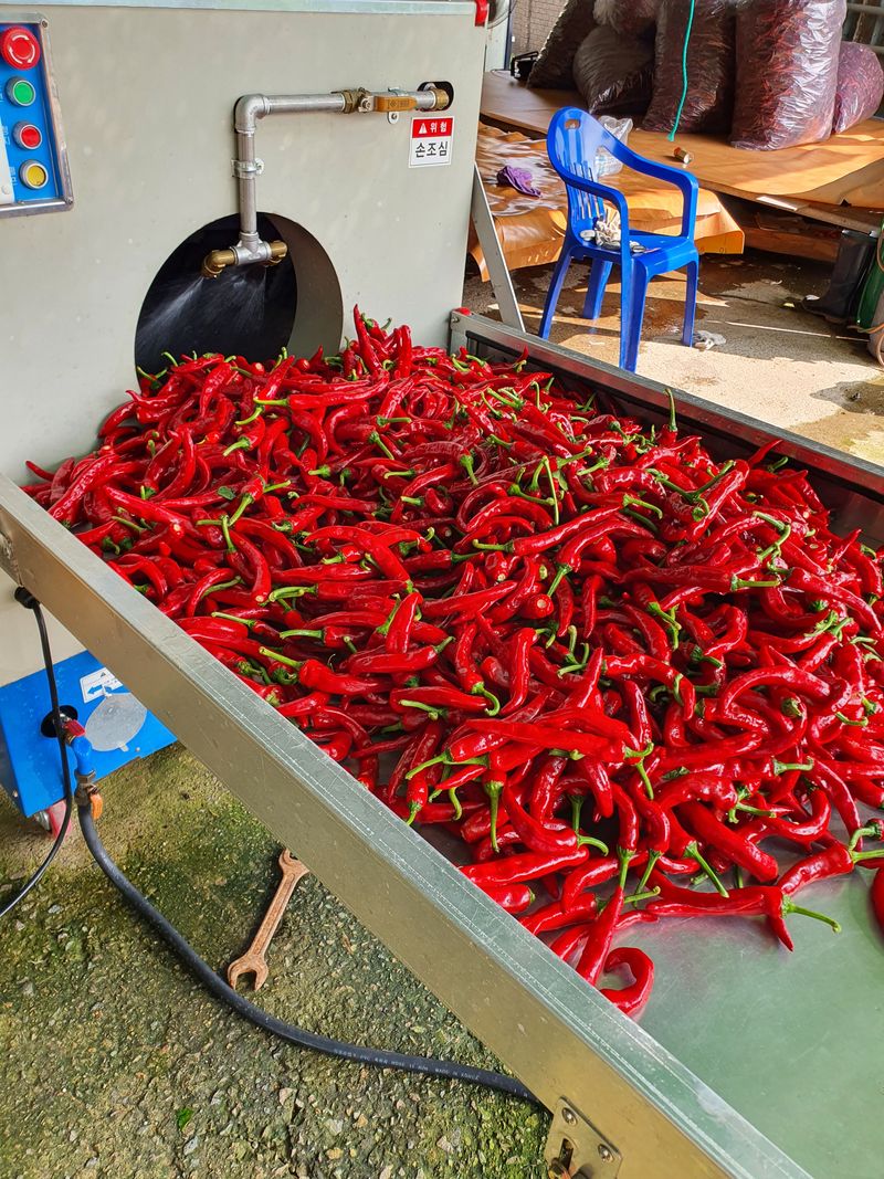 콩26497님의 장터 판매 상품 [깨끗이  씻어 말린  고추가루  600g한근  1700] 첨부 사진