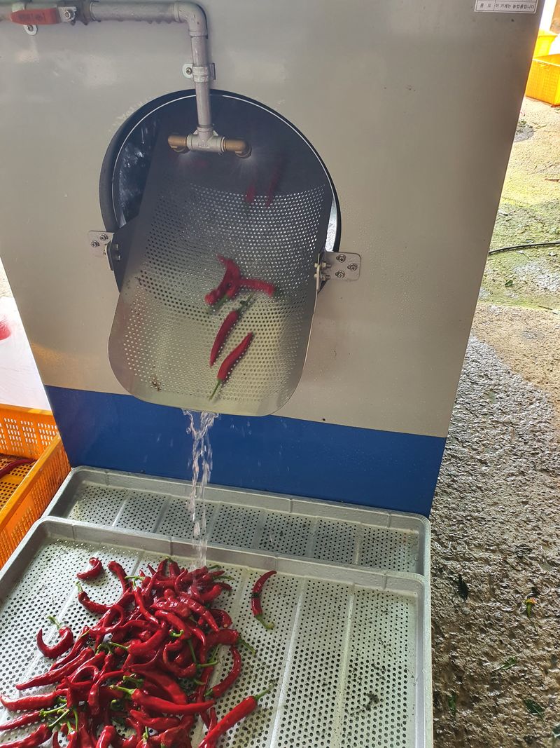 콩26497님의 장터 판매 상품 [깨끗이  씻어 말린  고추가루  600g한근  1700] 첨부 사진