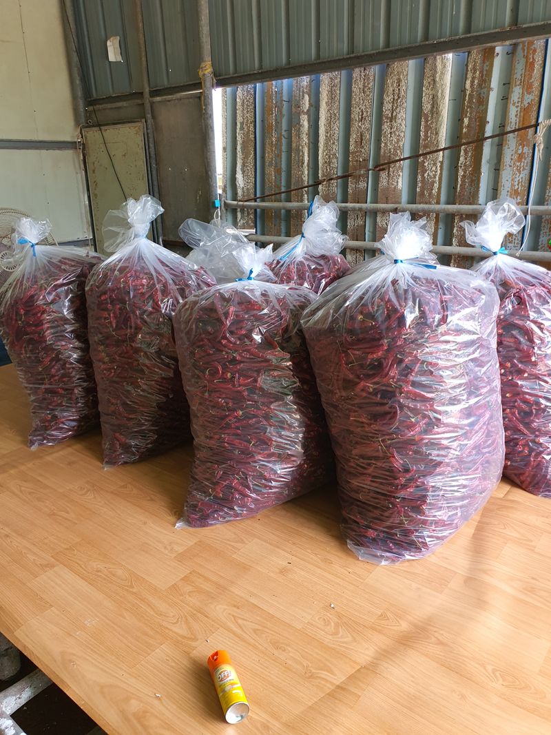 콩26497님의 장터 판매 상품 [깨끗이  씻어 말린  고추가루  600g한근  1700] 첨부 사진