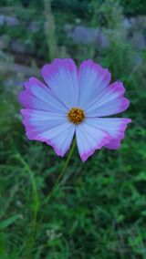 팜모닝 콩·자유게시판 게시글 이미지