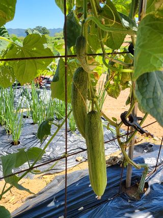 충남서산최옥희님의 팜모닝 · 출석 작성글 사진