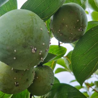 김현필님의 감 · 병해충상담 작성글 사진