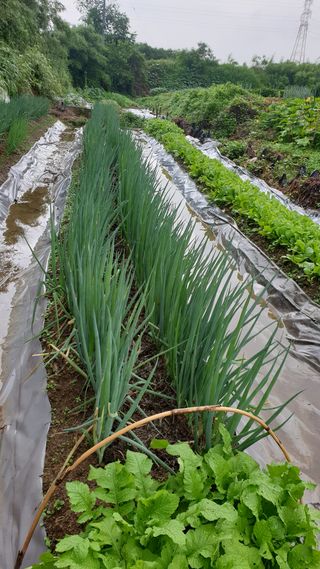 역전님의 파 · 병해충상담 작성글 사진