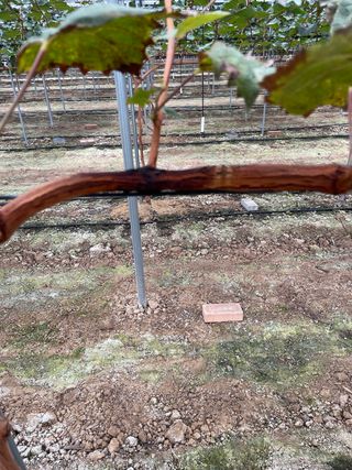 마늘21864님의 포도 · 병해충상담 작성글 사진