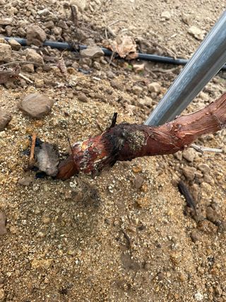 마늘21864님의 포도 · 병해충상담 작성글 사진