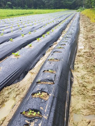 강석규님의 벼 · 자유게시판 작성글 사진