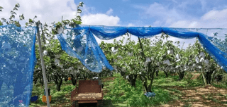 알 수 없음님의 귤 · 일상 작성글 사진