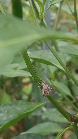 석필2님의 고추 · 병해충상담 작성글 사진