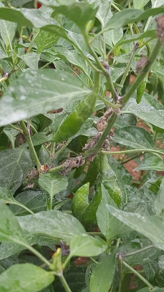 석필2님의 고추 · 병해충상담 작성글 사진