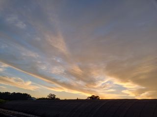 박상석님의 들깨 · 자유게시판 작성글 사진