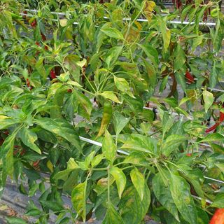 김우회님의 기타작물 · 병해충상담 작성글 사진