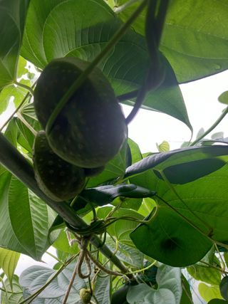 성하 토마토님의 복숭아 · 자유게시판 작성글 사진