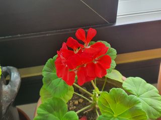 심수보 님의 두릅 · 일상 작성글 사진