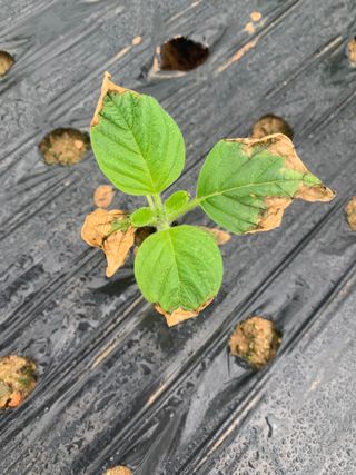 곰인형님의 참깨 · 병해충상담 작성글 사진