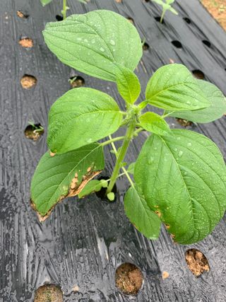 곰인형님의 참깨 · 병해충상담 작성글 사진