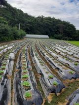 팜모닝 팜모닝·출석 게시글 이미지