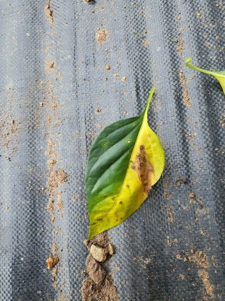 주야님의 고추 · 병해충상담 작성글 사진