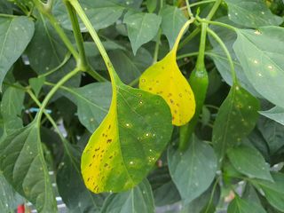 주야님의 고추 · 병해충상담 작성글 사진