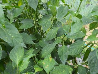 주야님의 고추 · 병해충상담 작성글 사진