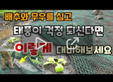 팜모닝 자두·자유게시판 게시글 이미지
