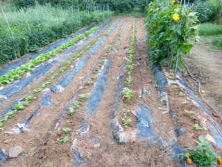 초보농부님의 팜모닝 · 출석 작성글 사진