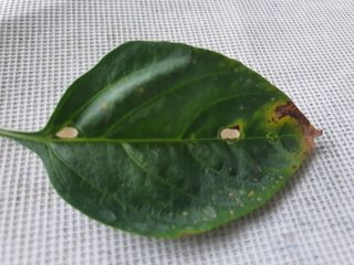 고영렬님의 고추 · 병해충상담 작성글 사진