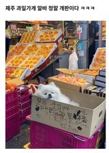 팜모닝 시금치·일상 게시글 이미지