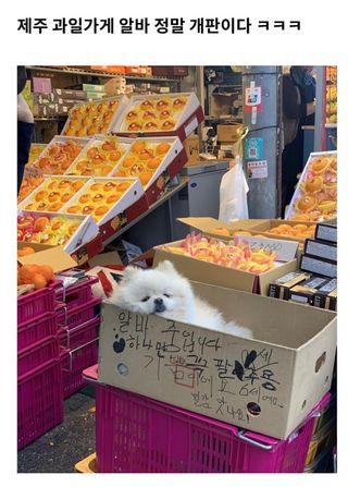 농사이야기꾼님의 시금치 · 일상 작성글 사진