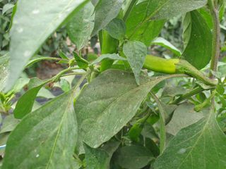 팜캅스님의 고추 · 병해충상담 작성글 사진