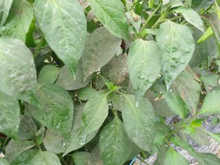 팜캅스님의 고추 · 병해충상담 작성글 사진