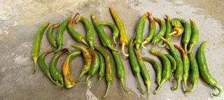 초보농사꾼보미촌님의 기타작물 · 병해충상담 작성글 사진