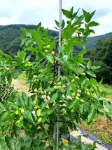 팜모닝 사과·일상 게시글 이미지