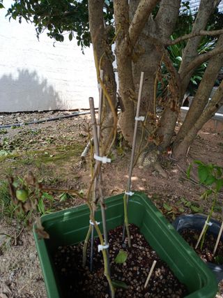 태릭님의 토마토 · 병해충상담 작성글 사진