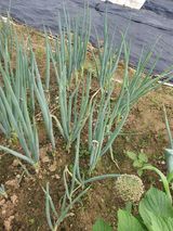 팜모닝 파·병해충상담 게시글 이미지