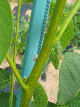 돈디아고(김덕수)님의 기타작물 · 병해충상담 작성글 사진