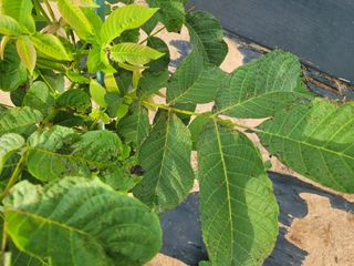 돈디아고(김덕수)님의 기타작물 · 병해충상담 작성글 사진