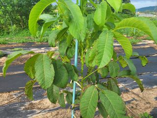 돈디아고(김덕수)님의 기타작물 · 병해충상담 작성글 사진