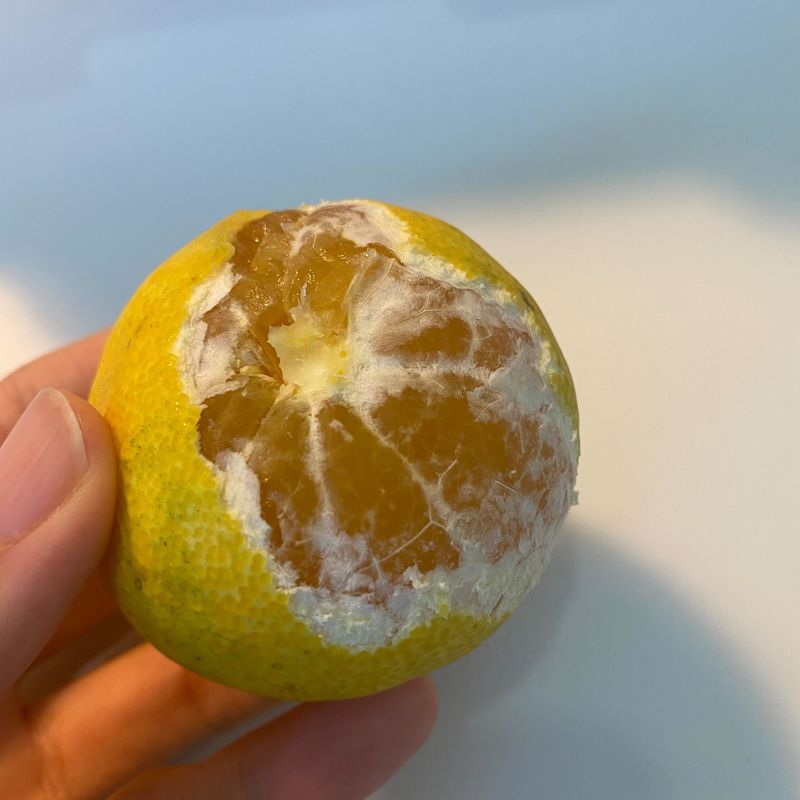 알 수 없음님의 장터 판매 상품 [🍊 농장님 천혜향 구매 후기 처음 배달왔을때 외관만 ] 첨부 사진