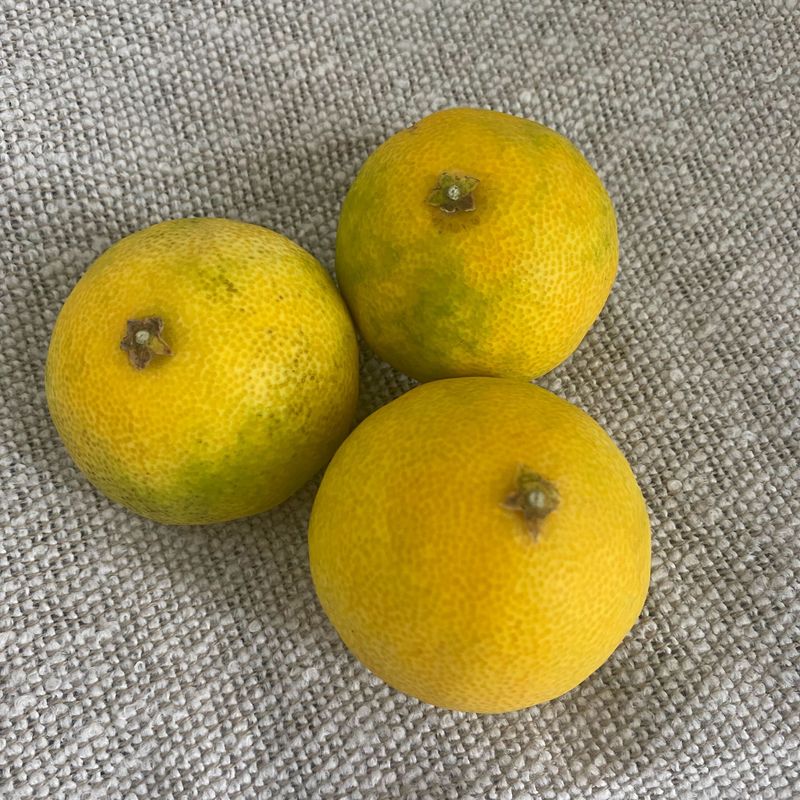 알 수 없음님의 장터 판매 상품 [🍊 농장님 천혜향 구매 후기 처음 배달왔을때 외관만 ] 첨부 사진