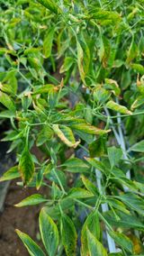 팜모닝 고추·병해충상담 게시글 이미지