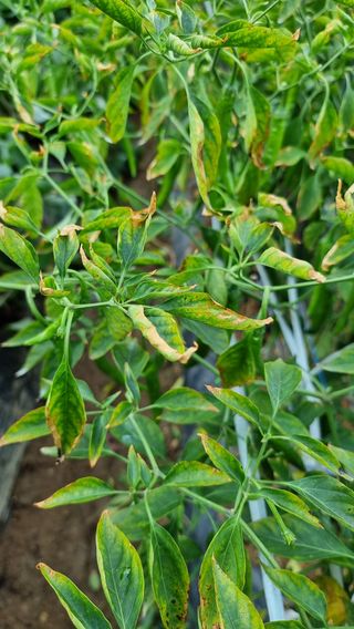 텃밭고추님의 고추 · 병해충상담 작성글 사진