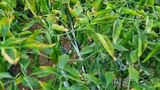 텃밭고추님의 고추 · 병해충상담 작성글 사진