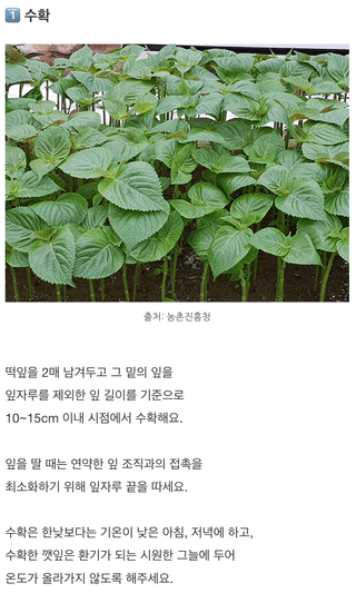 팜모닝님의 들깨 · 농사길잡이 작성글 사진