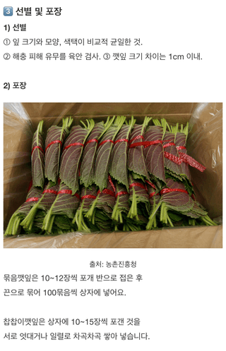 팜모닝님의 들깨 · 농사길잡이 작성글 사진