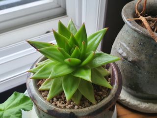 심수보 님의 팜모닝 · 출석 작성글 사진