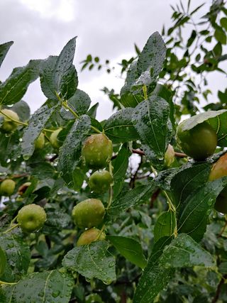 우상철님의 기타작물 · 병해충상담 작성글 사진