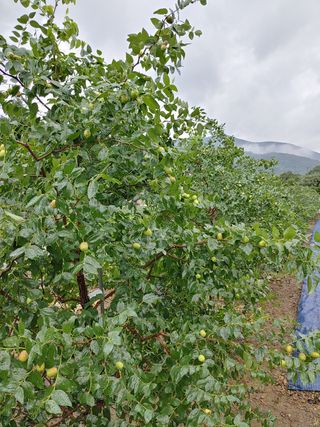 우상철님의 기타작물 · 병해충상담 작성글 사진