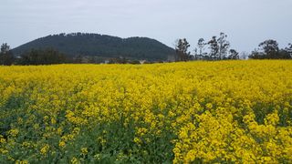 kys12033님의 팜모닝 · 출석 작성글 사진