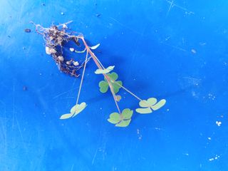 이님의 딸기 · 병해충상담 작성글 사진